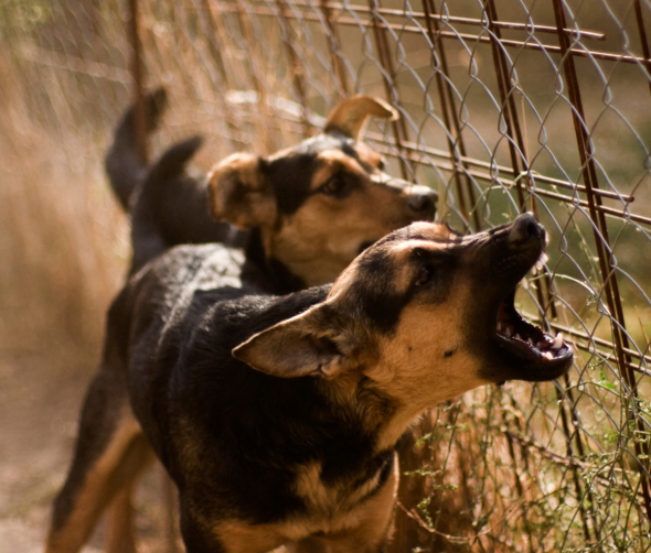 Dlaczego psy szczekają na inne zwierzęta? Przyczyny i sposoby na kontrolowanie zachowania