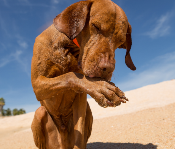 Dlaczego twój pies może lizać łapy? Przyczyny i sposoby zaradzenia