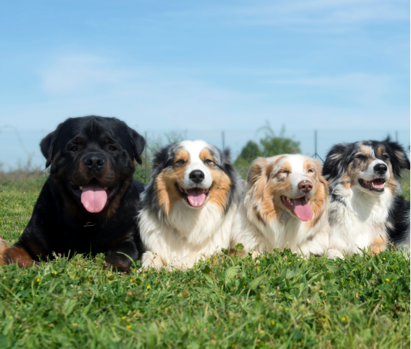 Dlaczego warto sterylizować psa? Korzyści zdrowotne i mity na temat sterylizacji 