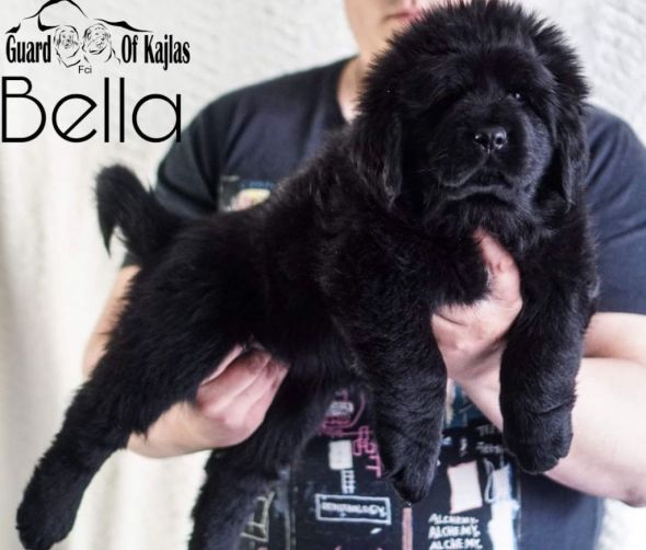 Dostępne szczeniaki Mastifa Tybetańskiego