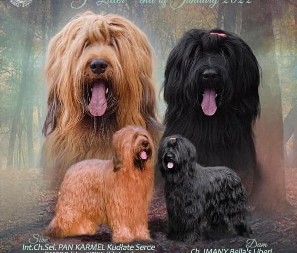 Dostępne szczeniaki Owczarka francuskiego Briard