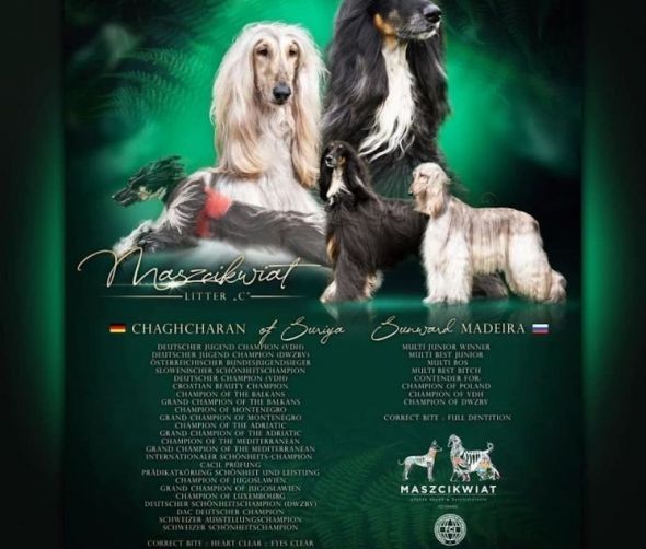 Dostępne szczeniaki rasy Chart Afgański