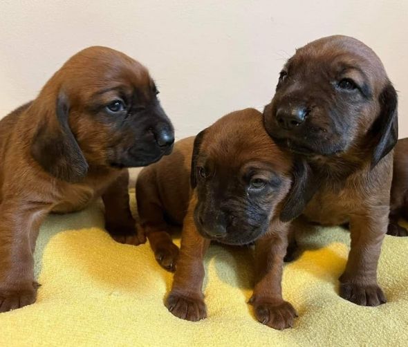 Dostępne szczeniaki rasy Posokowiec bawarski 