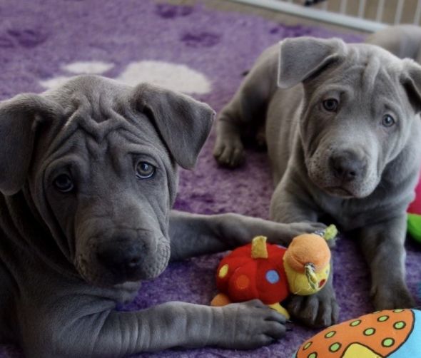 Dostępne szczeniaki Thai Ridgeback Dog