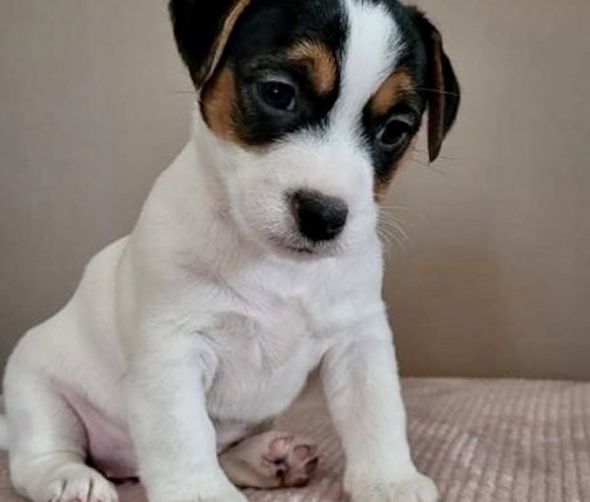 Dostępne szczenięta Jack Russell Terrier