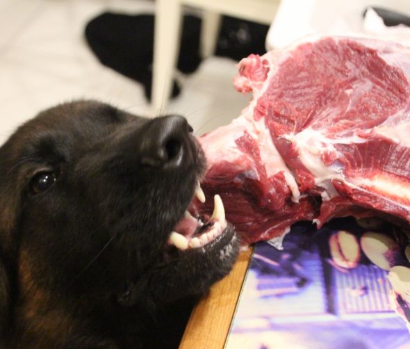 Dragon i jego dieta Barf