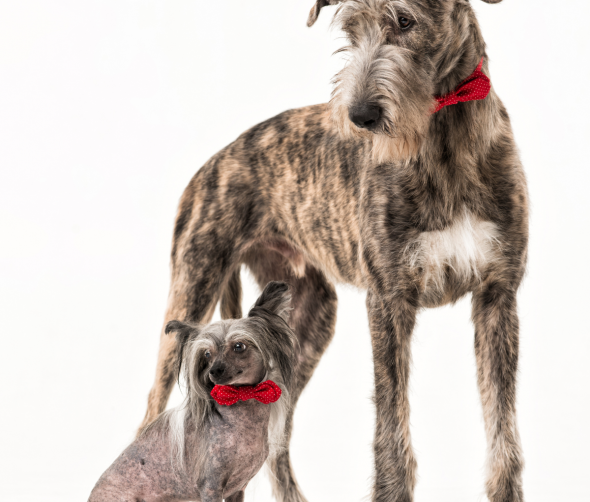 Duży i mały pies pod jednym dachem - czy się dogadają?