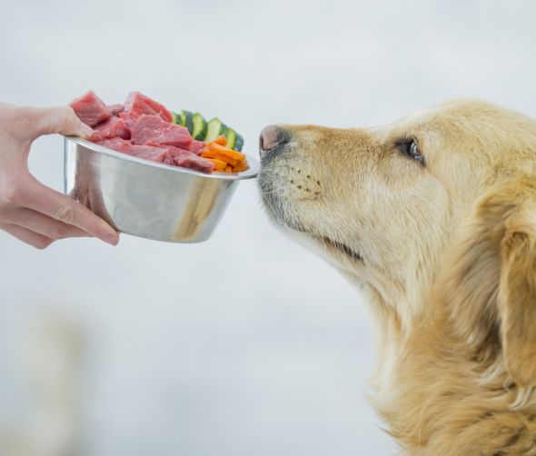 Kosten für die Hundehaltung
