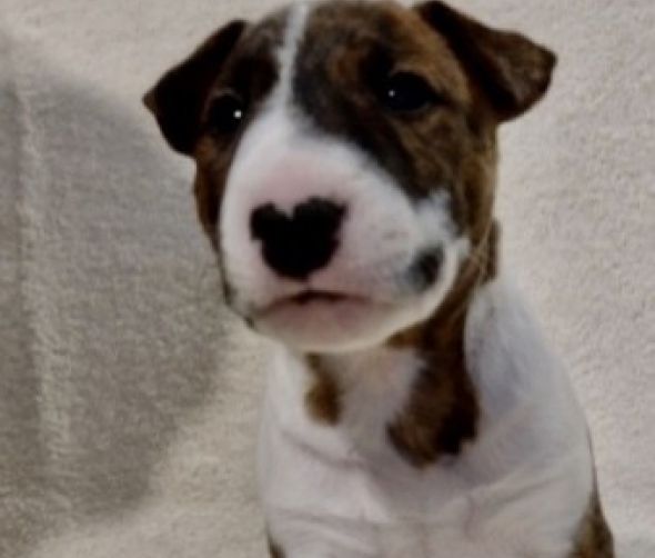 Welpen - Bullterrier Miniatur