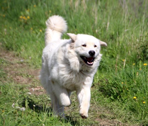 Wizyta w hodowli Ku Owcom FCI