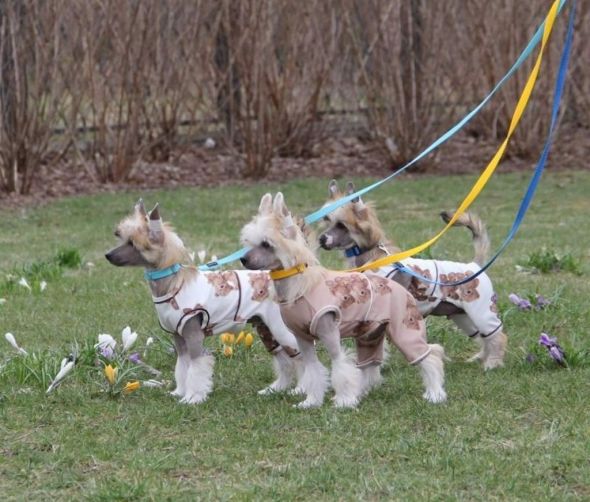 Grzywacz chiński - dostępne szczeniaki
