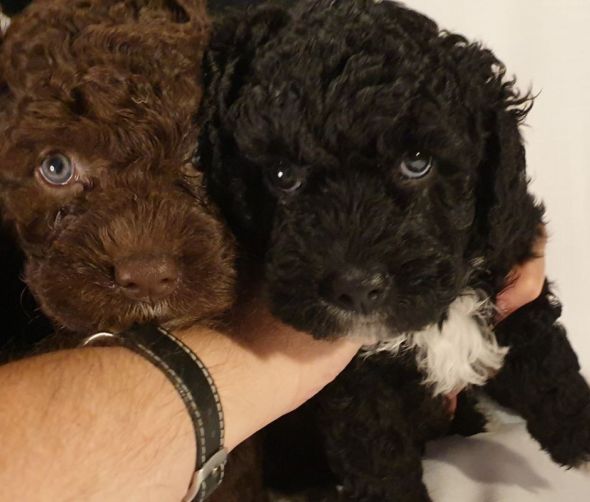 Hiszpański pies dowodny