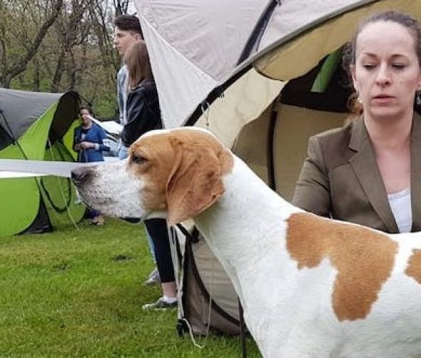 III Specjalistyczna Wystawa Klubu Wyżła Brytyjskiego