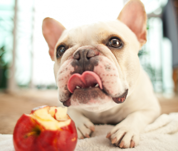 Jabłka w diecie psa: Czy to bezpieczny i zdrowy smakołyk?