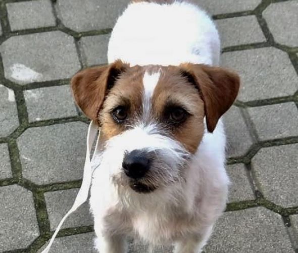 Jack Russell terrier