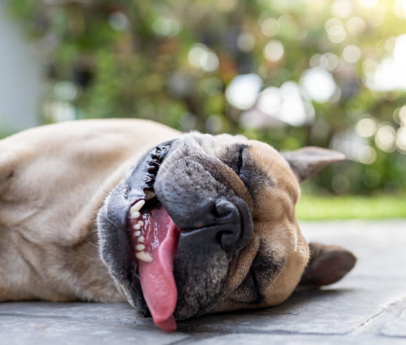 Jak bezpiecznie spacerować z psem w upalne dni?