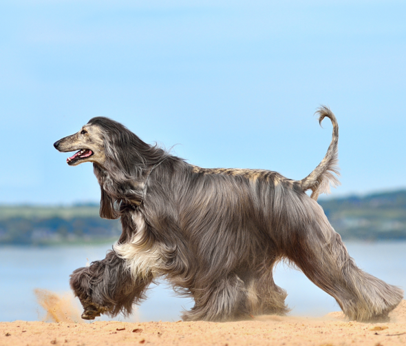 Jak dbać o sierść psów długowłosych?