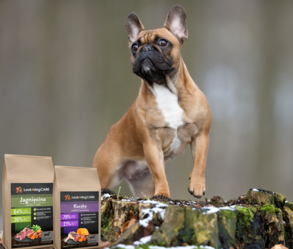 Jak karmić buldoga francuskiego?