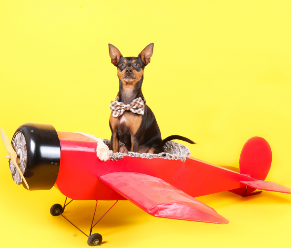 Jak podróżować samolotem z psem – wszystko, co musisz wiedzieć