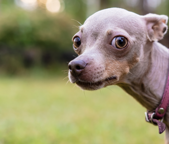 Jak pracować z psem z traumą i pomóc mu w powrocie do równowagi