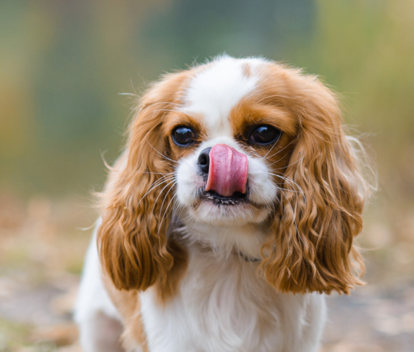 Jak prawidłowo karmić Cavalier King Charles Spaniela?