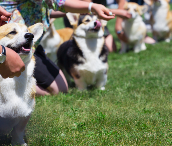 Jak przygotować psa do wystaw? Trening, pielęgnacja i prezentacja na ringu