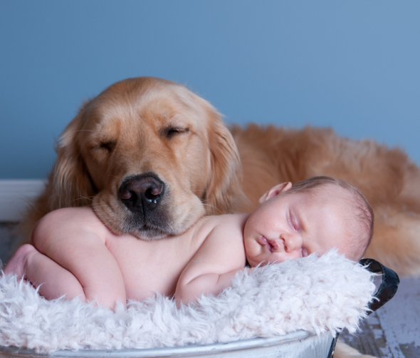 Jak przygotować psa na przyjście nowego dziecka do domu?