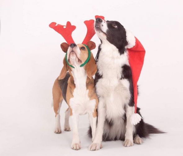 Jak przygotować psa na sylwester?