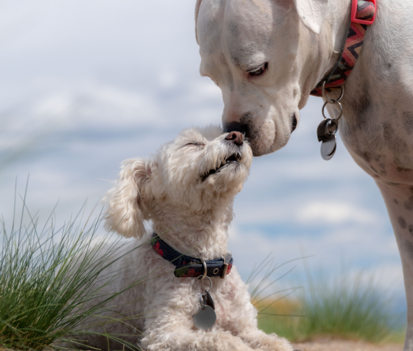 Jak psy reagują na smutek właściciela? Zdolność empatii u czworonogów