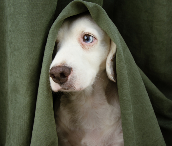 Jak radzić sobie z lękiem separacyjnym u psa?