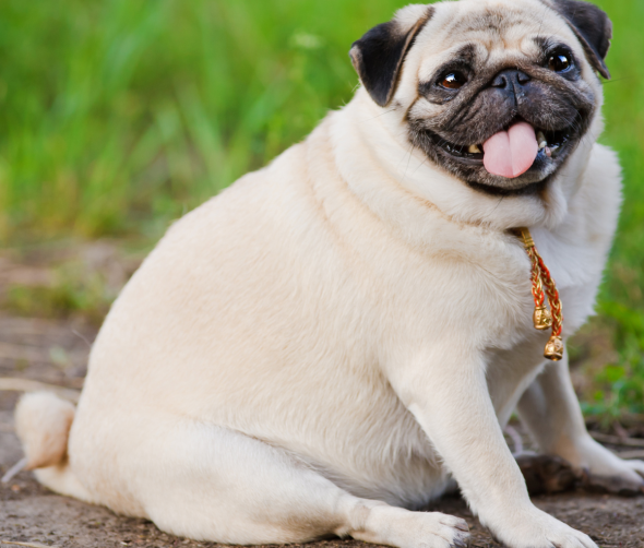 Jak walczyć z otyłością u psów?: Kompleksowy poradnik dla właścicieli