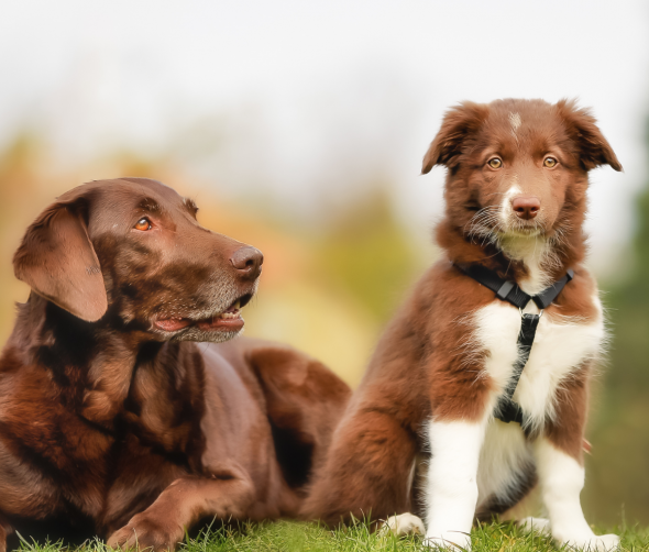 Jak wprowadzić szczeniaka do domu z dorosłym psem? Praktyczny przewodnik