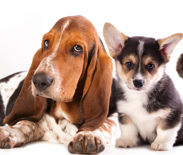 Jak zadbać o odporność u szczeniaków?