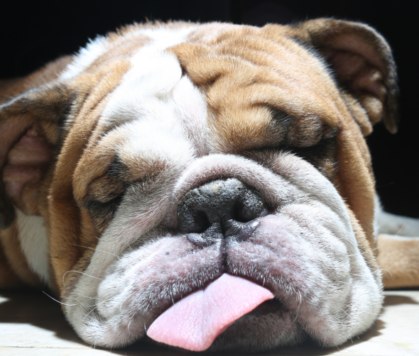 Jak zmęczyć psa? kompletny przewodnik