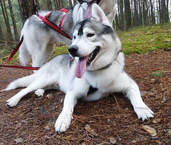 Jaką smycz wybrać dla mojego psa?