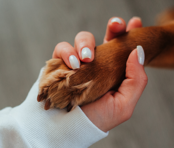 Jakie są najczęstsze błędy w komunikacji z psem i jak ich unikać?