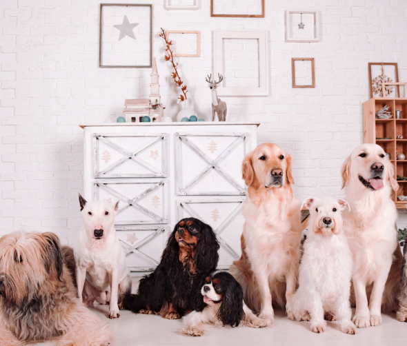 Jakie sekrety kryją zmysły psa?