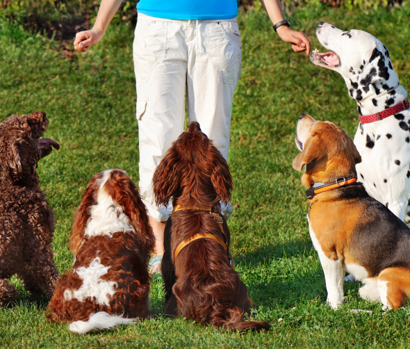 Jakie szkolenie wybrać dla psa: indywidualne, grupowe, stacjonarne czy samodzielne?