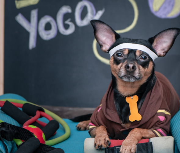 Joga z pieskami: Nowa moda w świecie fitnessu i relaksu