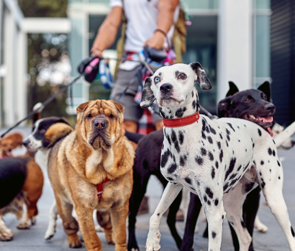 Kim jest dog walker i czy każdy może nim zostać?