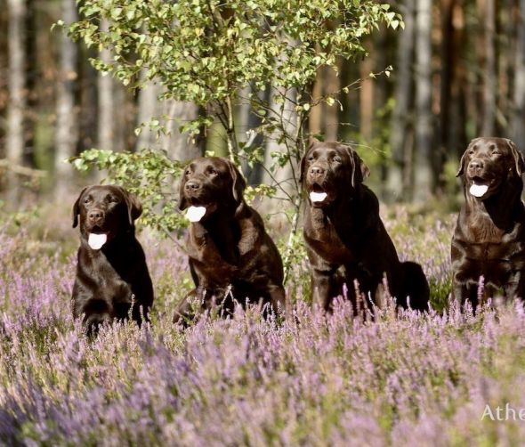 Labrador retriever – czy to rasa dla każdego?