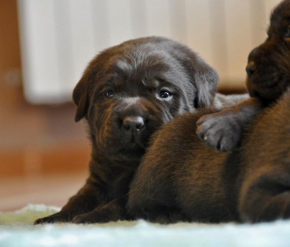 Labrador Retriever - miot planowany