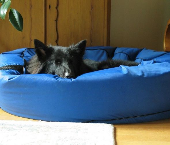 Legowiska dla psów - pełne kompendium wiedzy