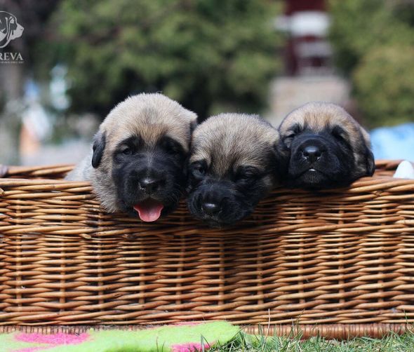 Mastif Hiszpański - szczenięta 