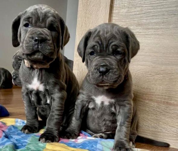 Mastif neapolitański