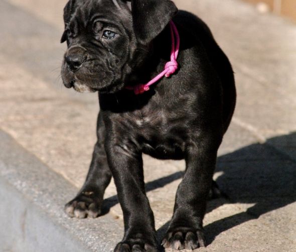 Miot planowany - Cane Corso