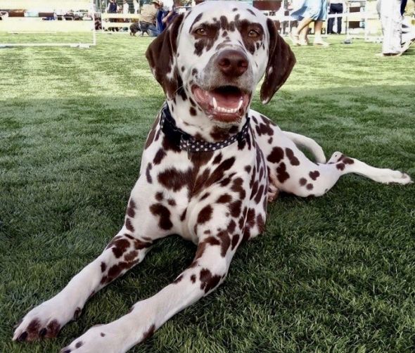 Miot planowany - Dalmatyńczyk