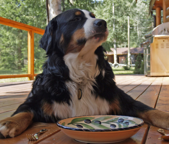 Mój pies nie chce jeść: Przyczyny braku apetytu u psa i skuteczne sposoby radzenia sobie z problemem