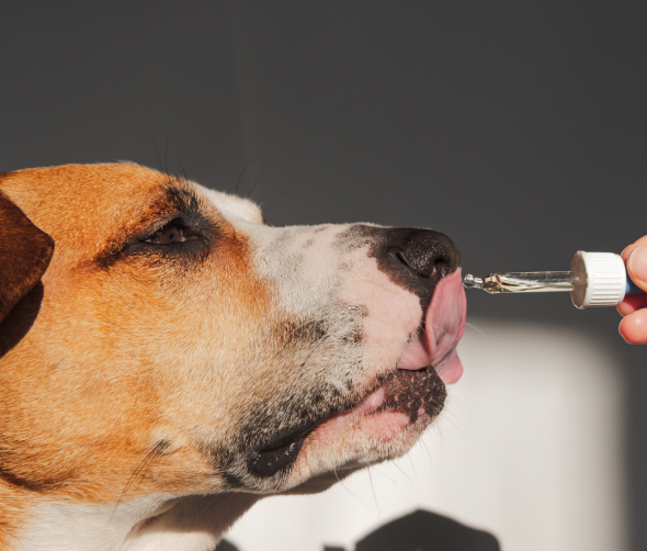 Najważniejsze dodatki w diecie psa: zdrowie i witalność