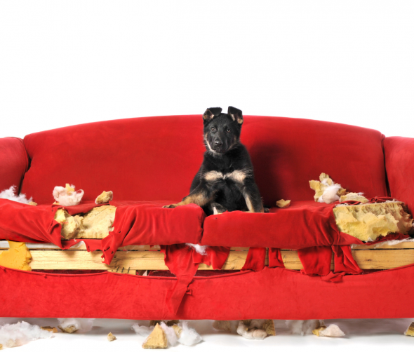 Natarczywy szczeniak w domu - czyli jak go wychować?